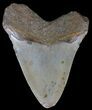 Bargain, Megalodon Tooth - North Carolina #66457-2